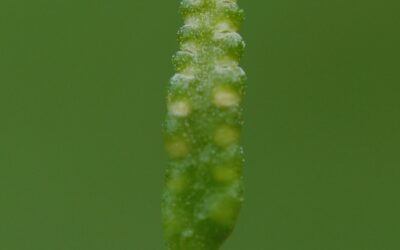 Ophioglossum nudicaule