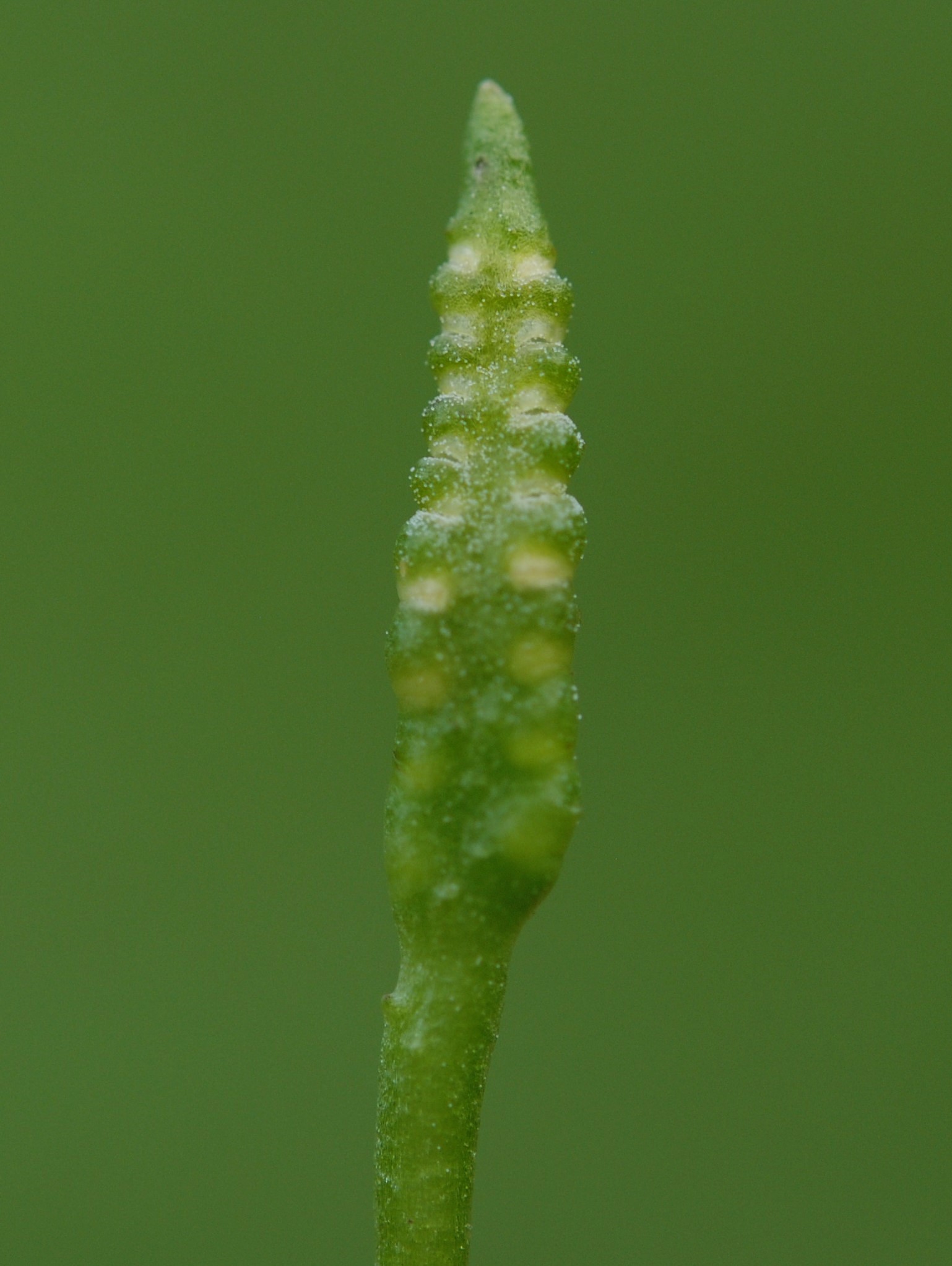 Ophioglossum nudicaule