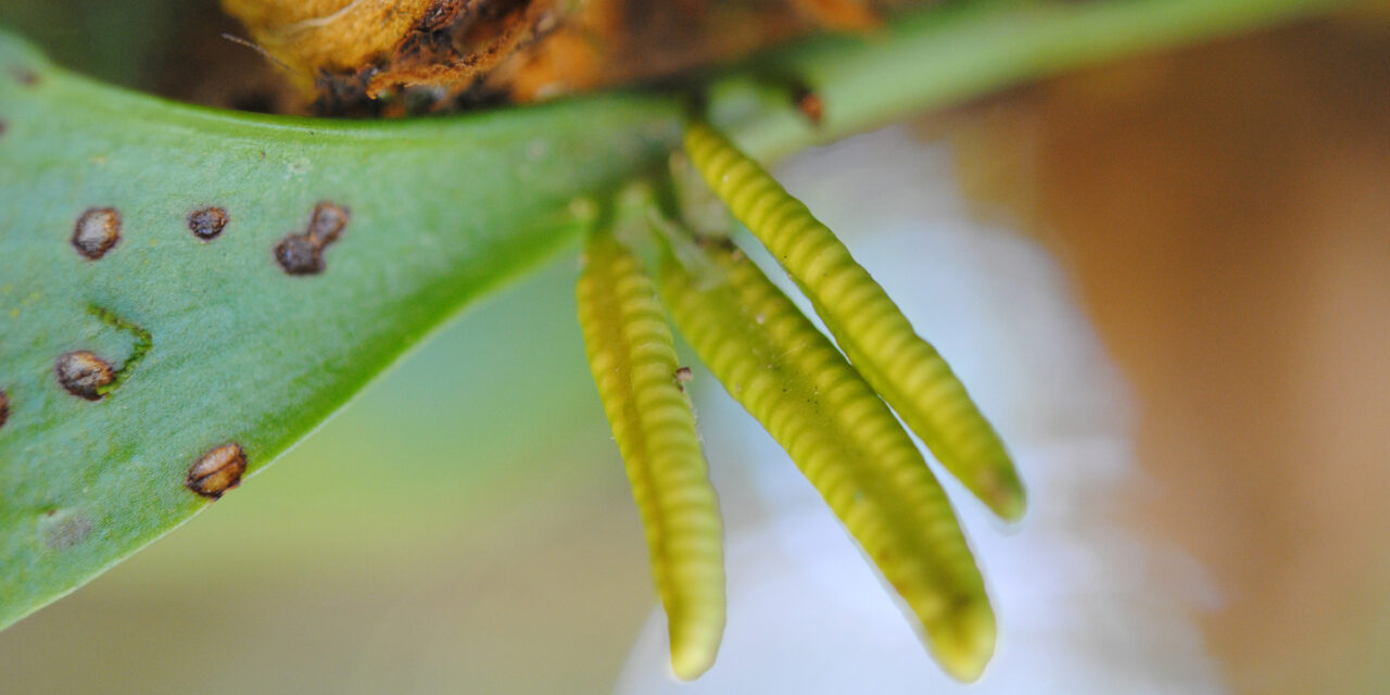 Cheiroglossa palmata