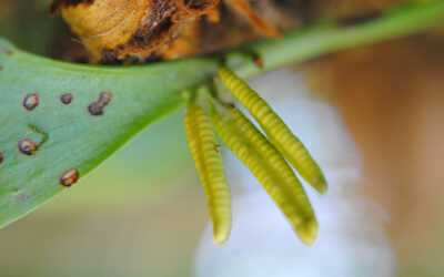 Cheiroglossa palmata