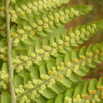 Dryopteris filix-mas