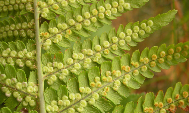 Dryopteris filix-mas