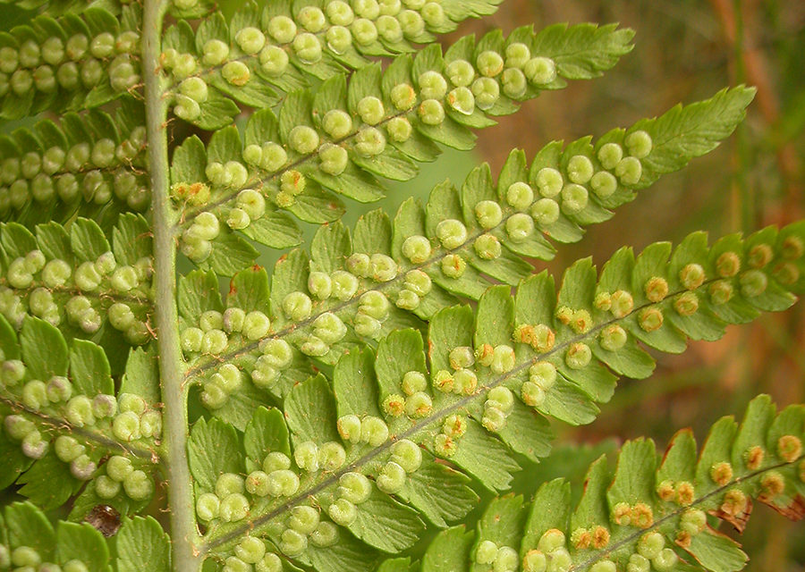 Dryopteris filix-mas