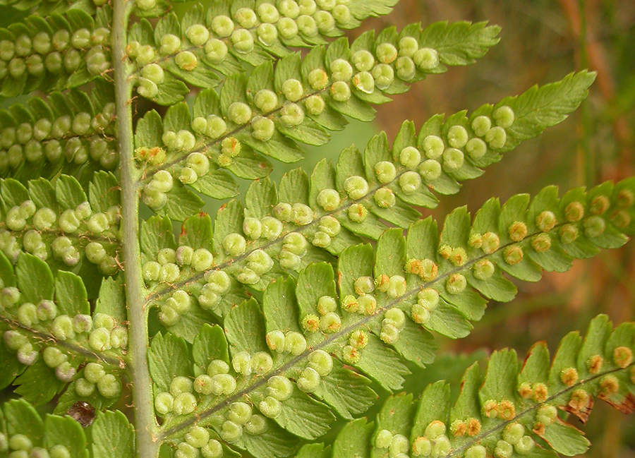 Dryopteris filix-mas