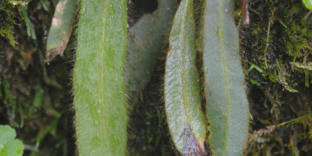 Elaphoglossum costaricense