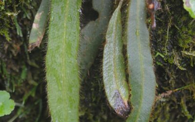 Elaphoglossum costaricense