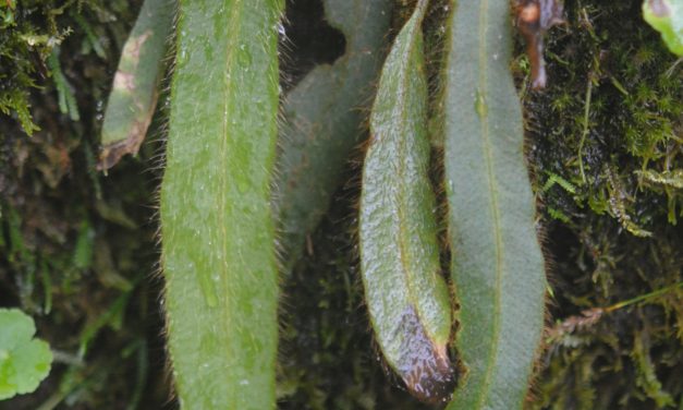 Elaphoglossum costaricense