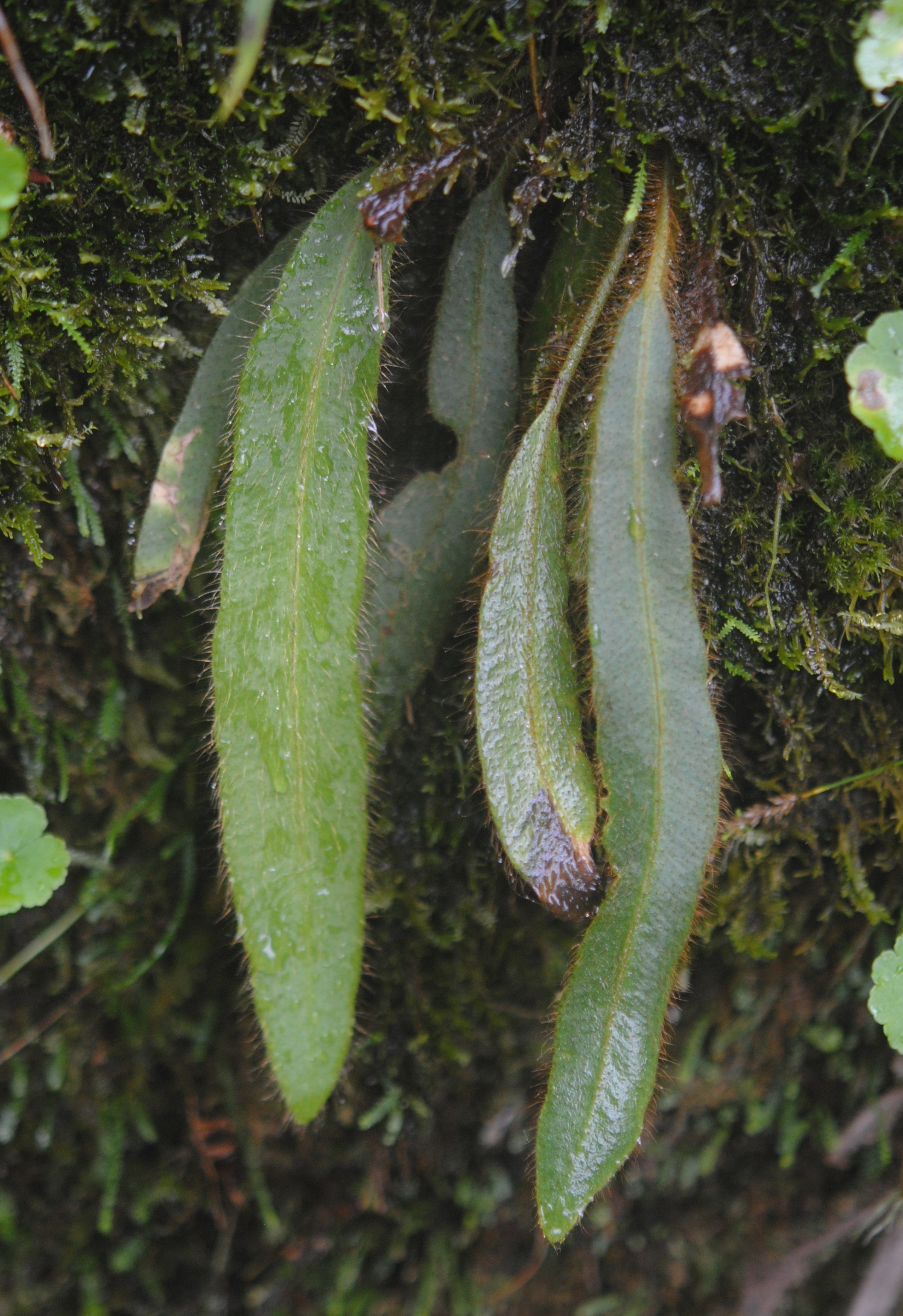 Elaphoglossum costaricense