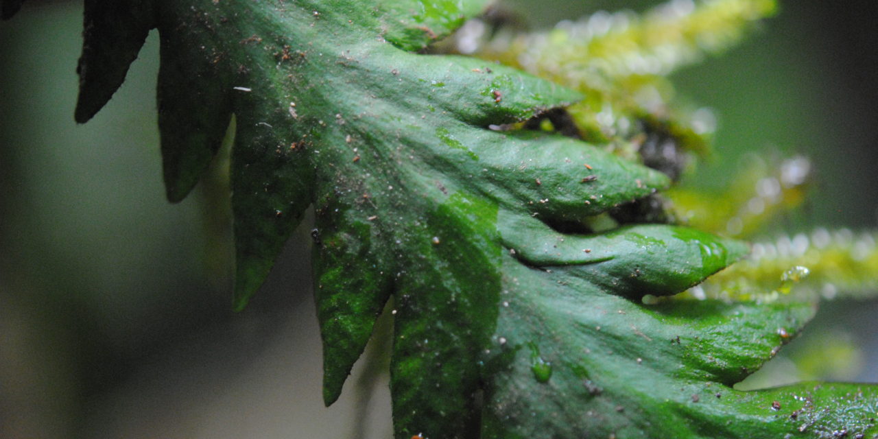 Enterosora trifurcata