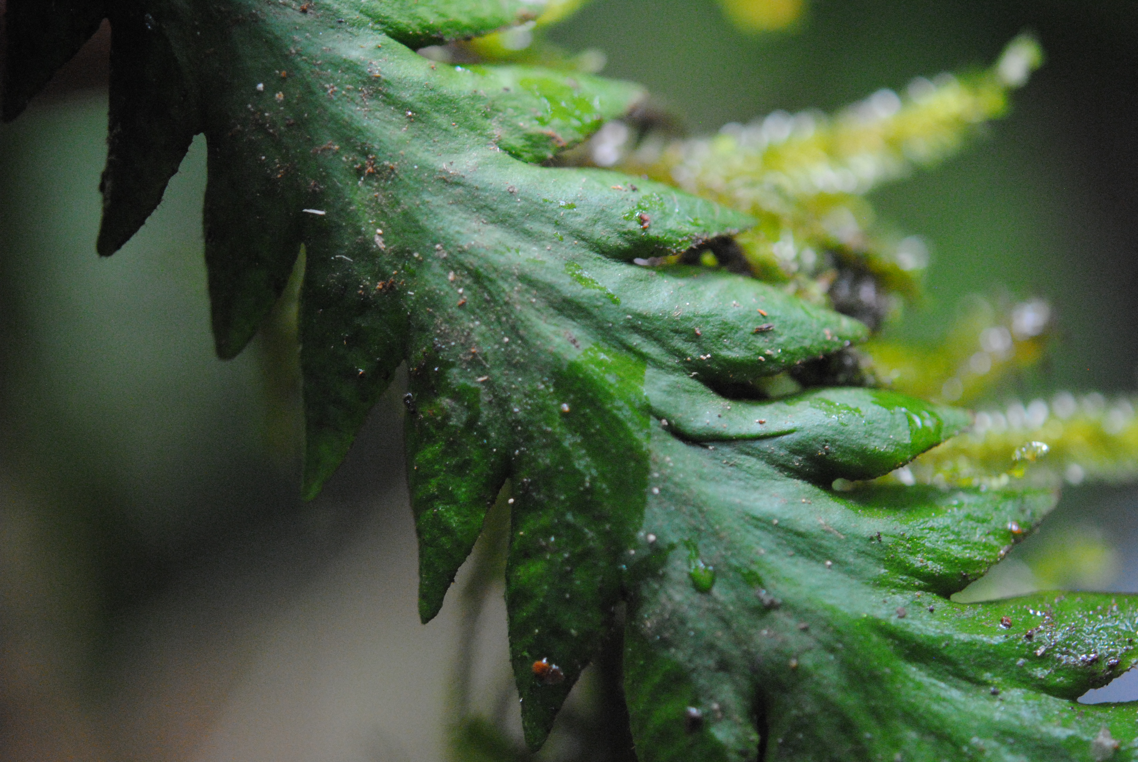 Enterosora trifurcata