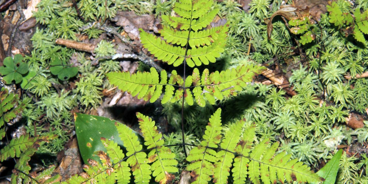 Gymnocarpium dryopteris