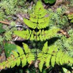 Gymnocarpium dryopteris