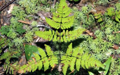 Gymnocarpium dryopteris