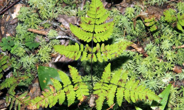 Gymnocarpium dryopteris