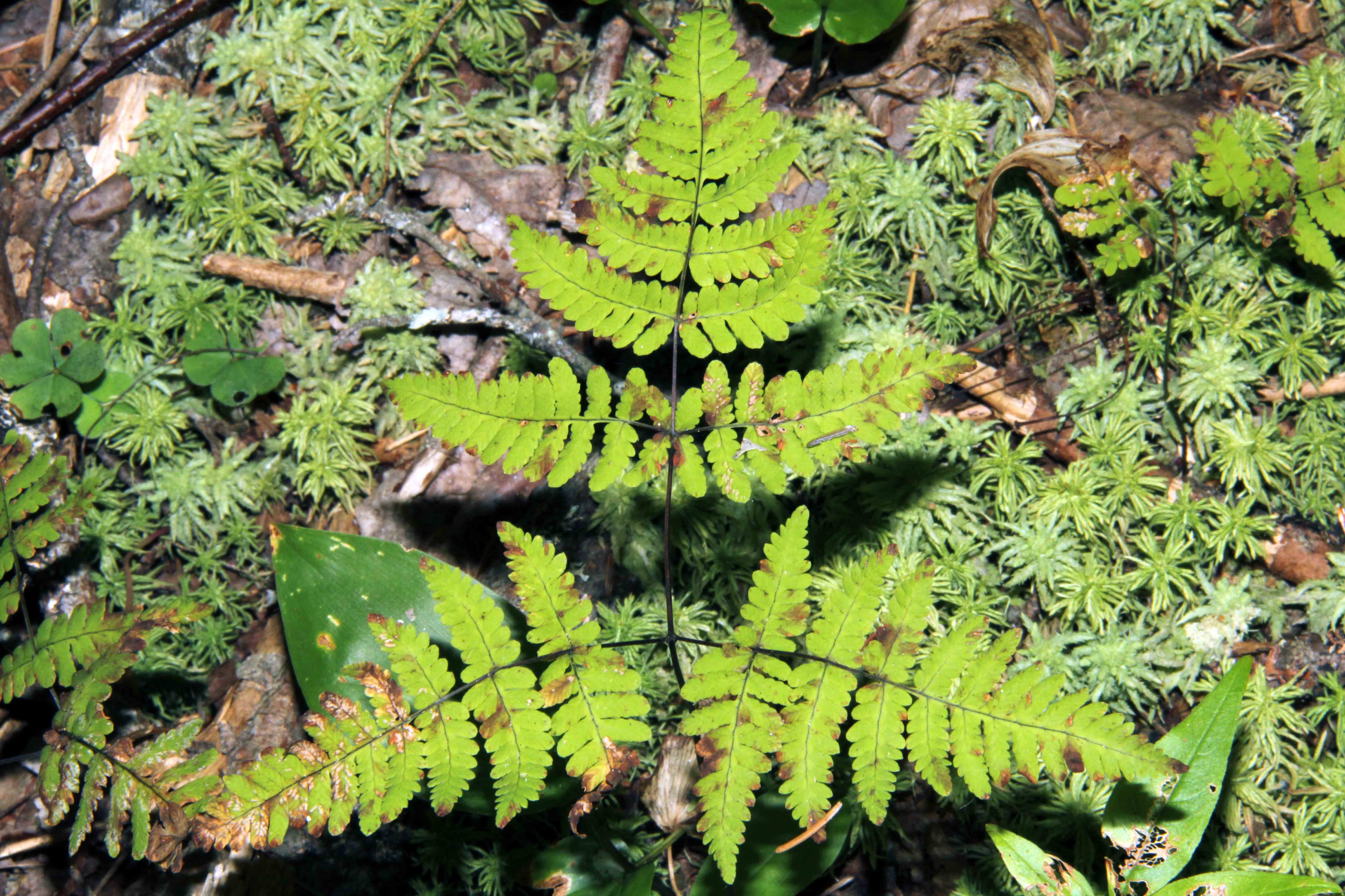 Gymnocarpium dryopteris