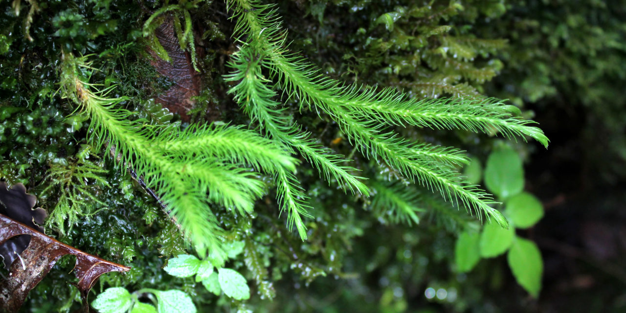 Phlegmariurus polycarpos