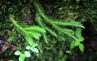 Phlegmariurus polycarpos