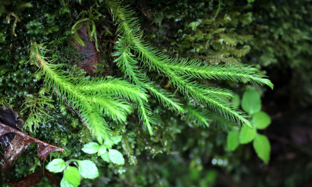 Phlegmariurus polycarpos