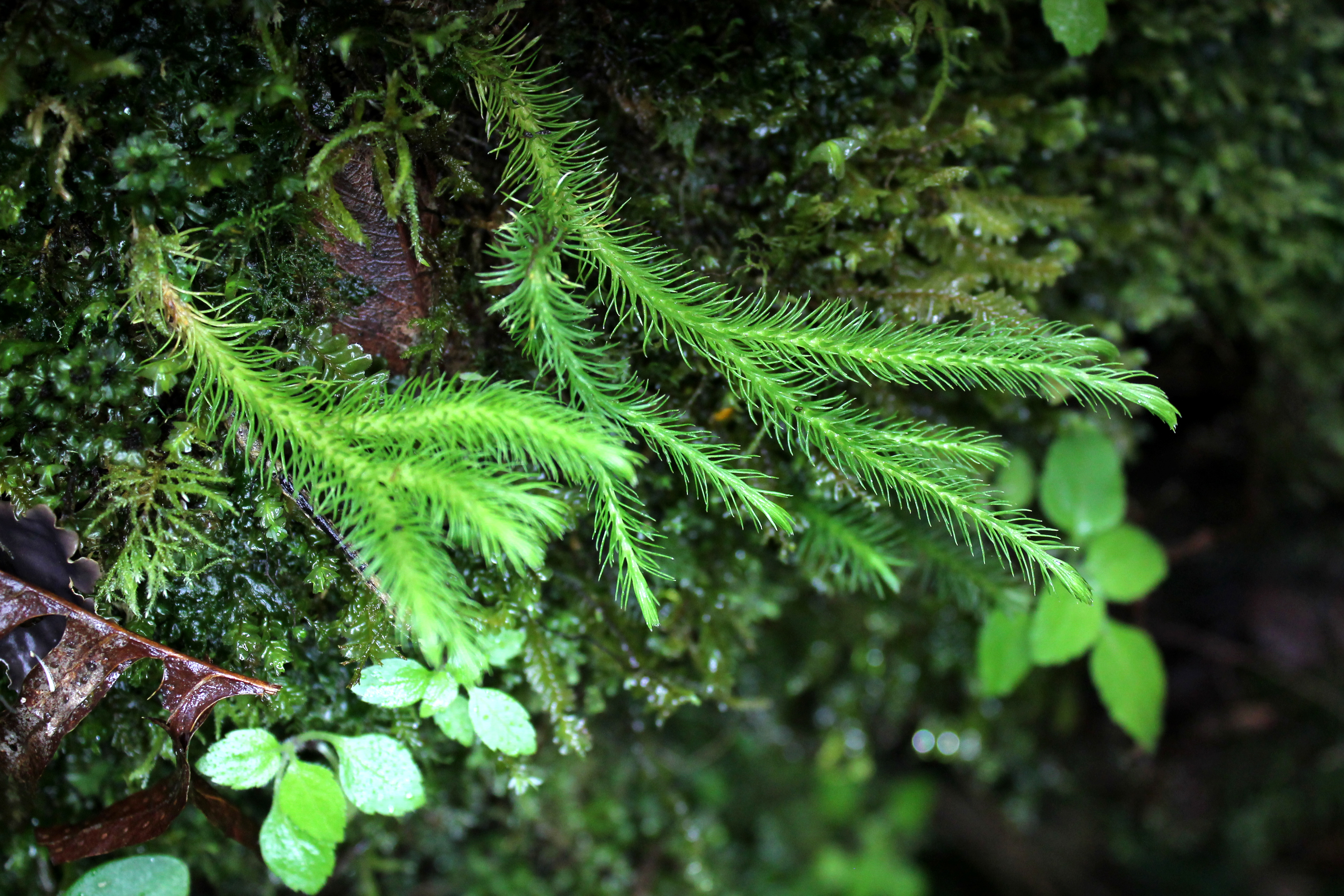 Phlegmariurus polycarpos