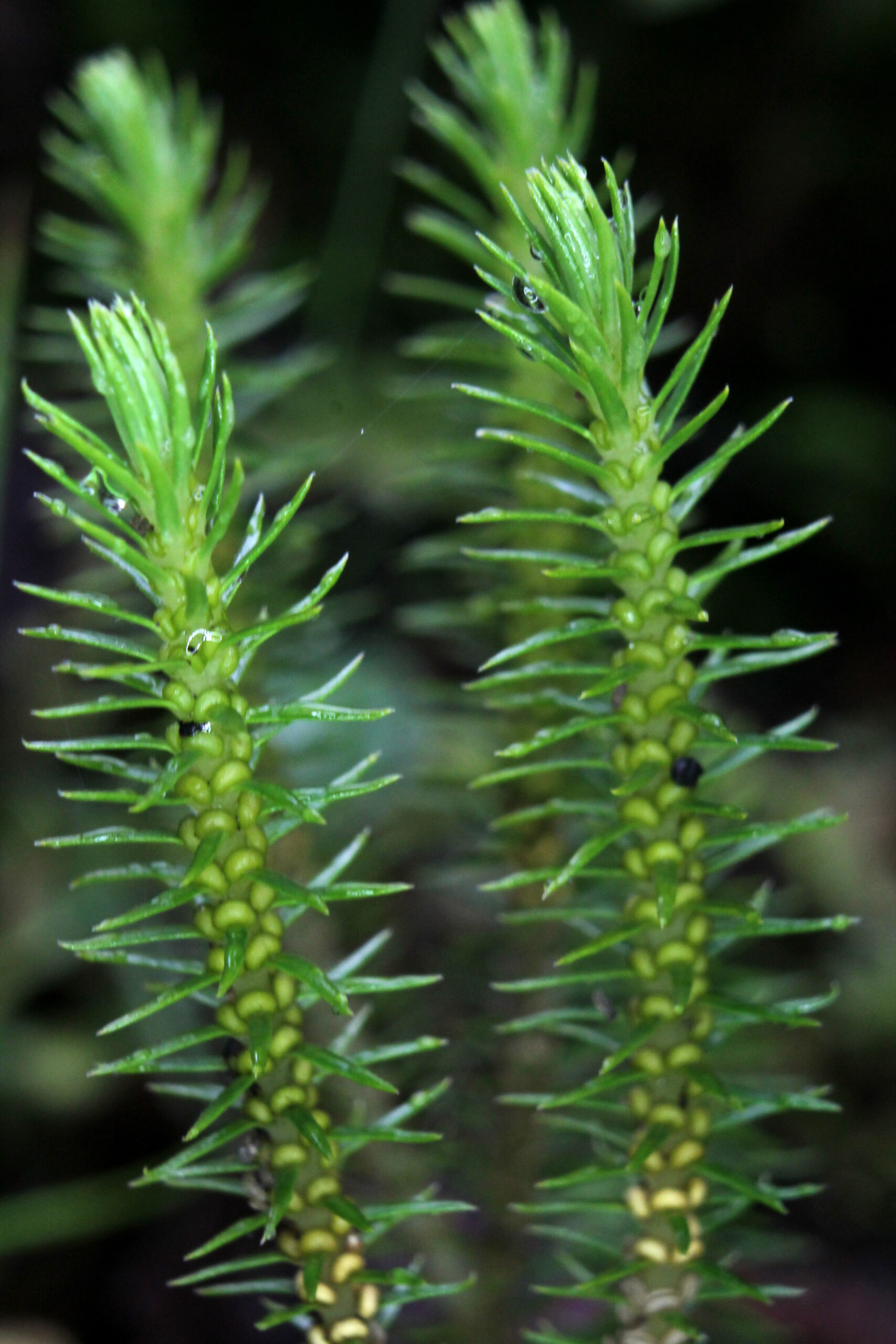 Phlegmariurus eversus 2