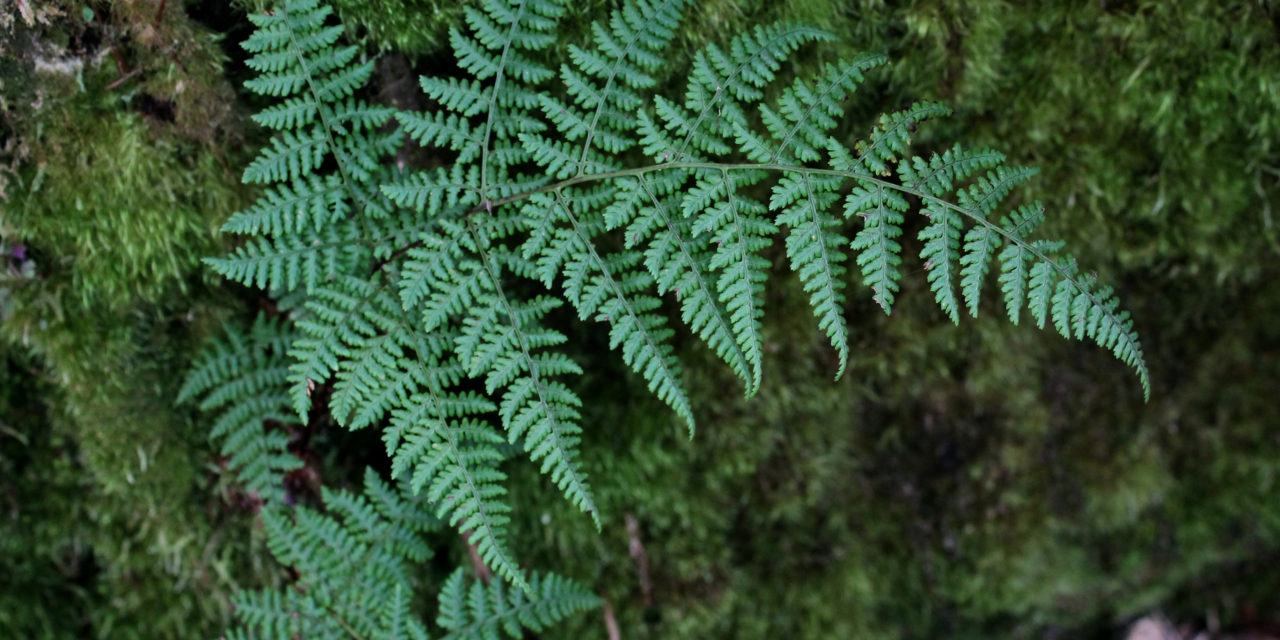 Dryopteris nubigena