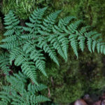 Dryopteris nubigena