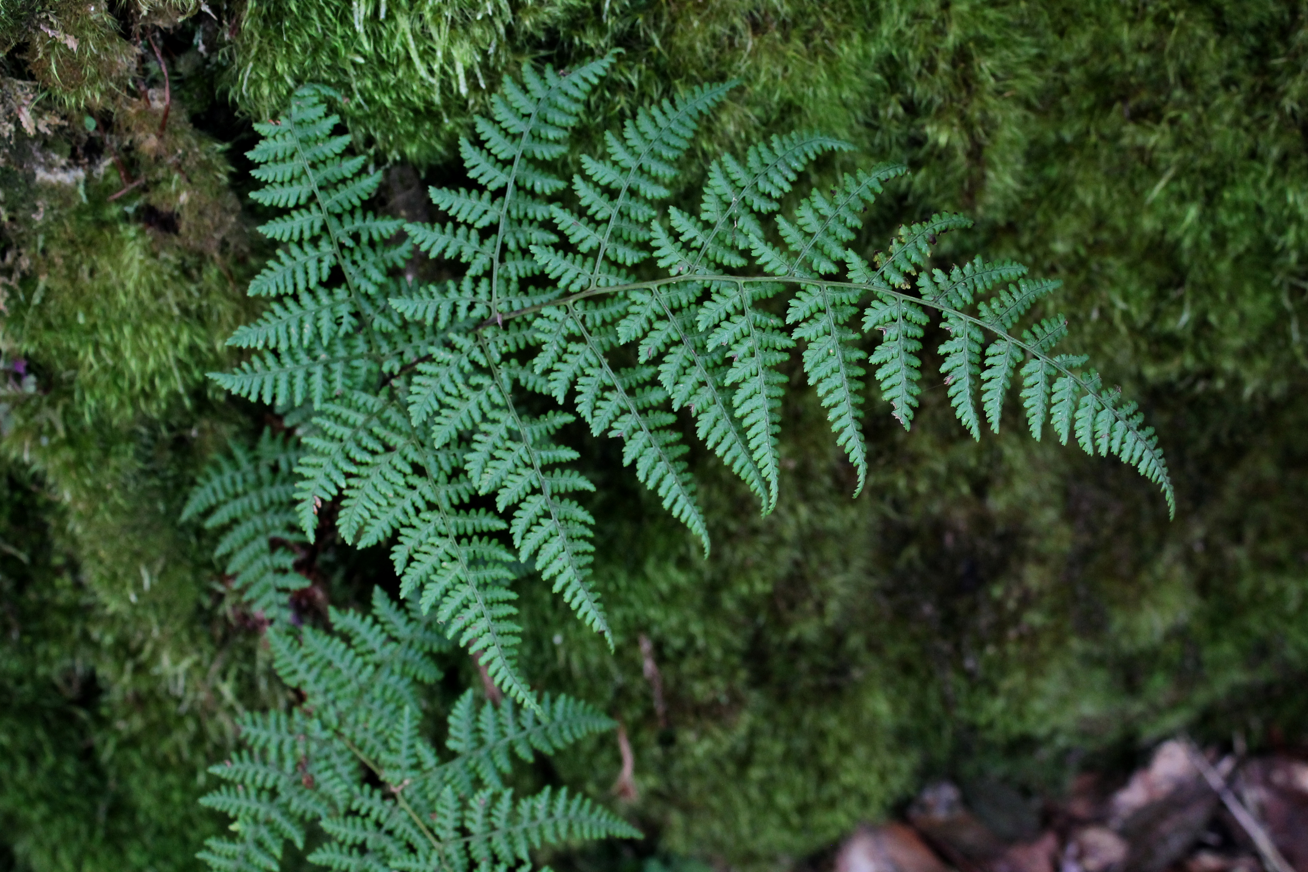 Dryopteris nubigena