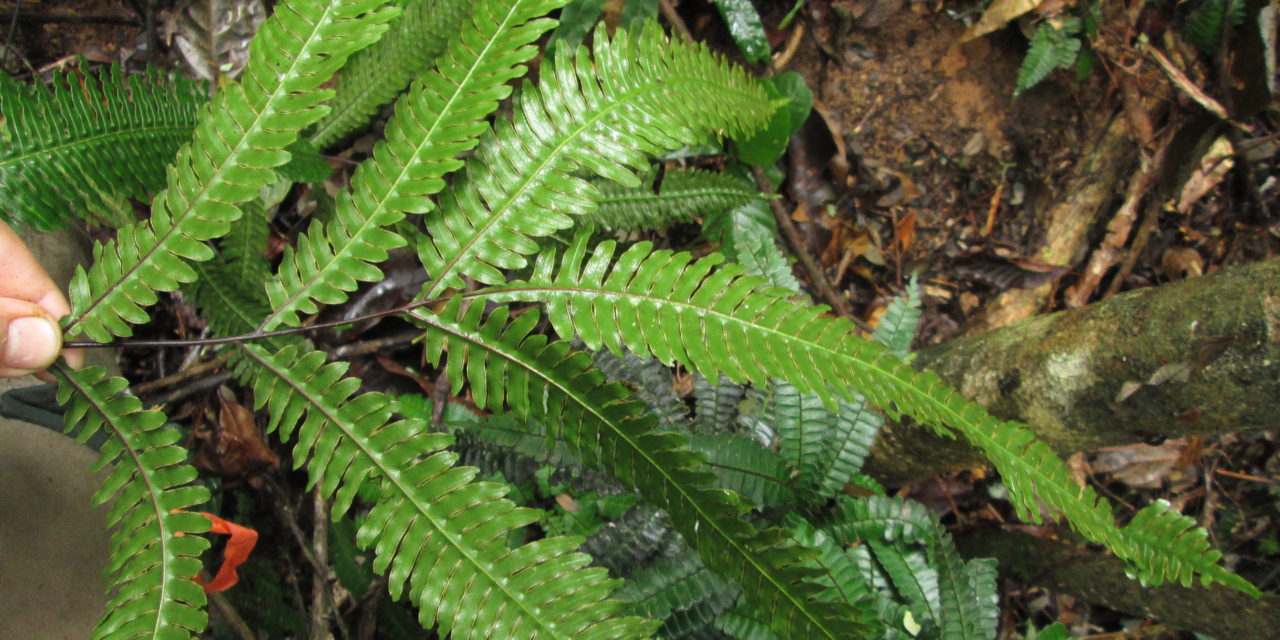 Pteris pungens