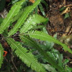 Pteris pungens