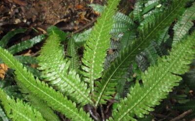 Pteris pungens