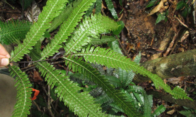 Pteris pungens