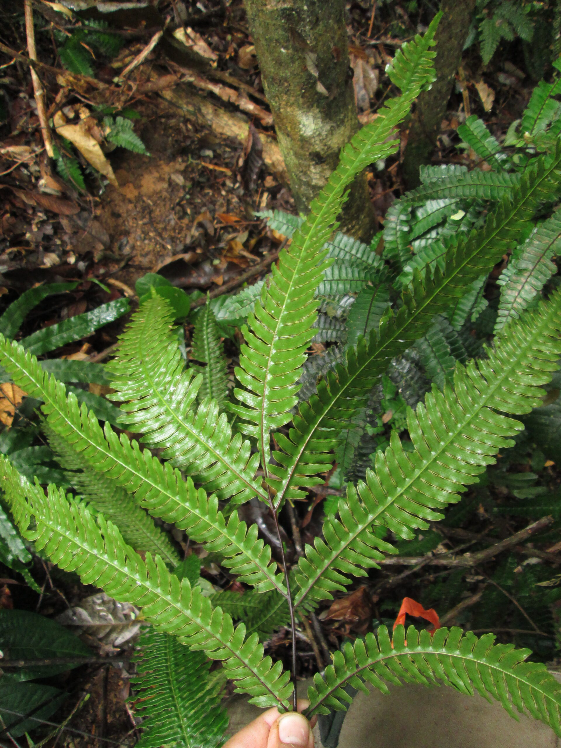 IMG_8650 Pteris pungens Castro 633