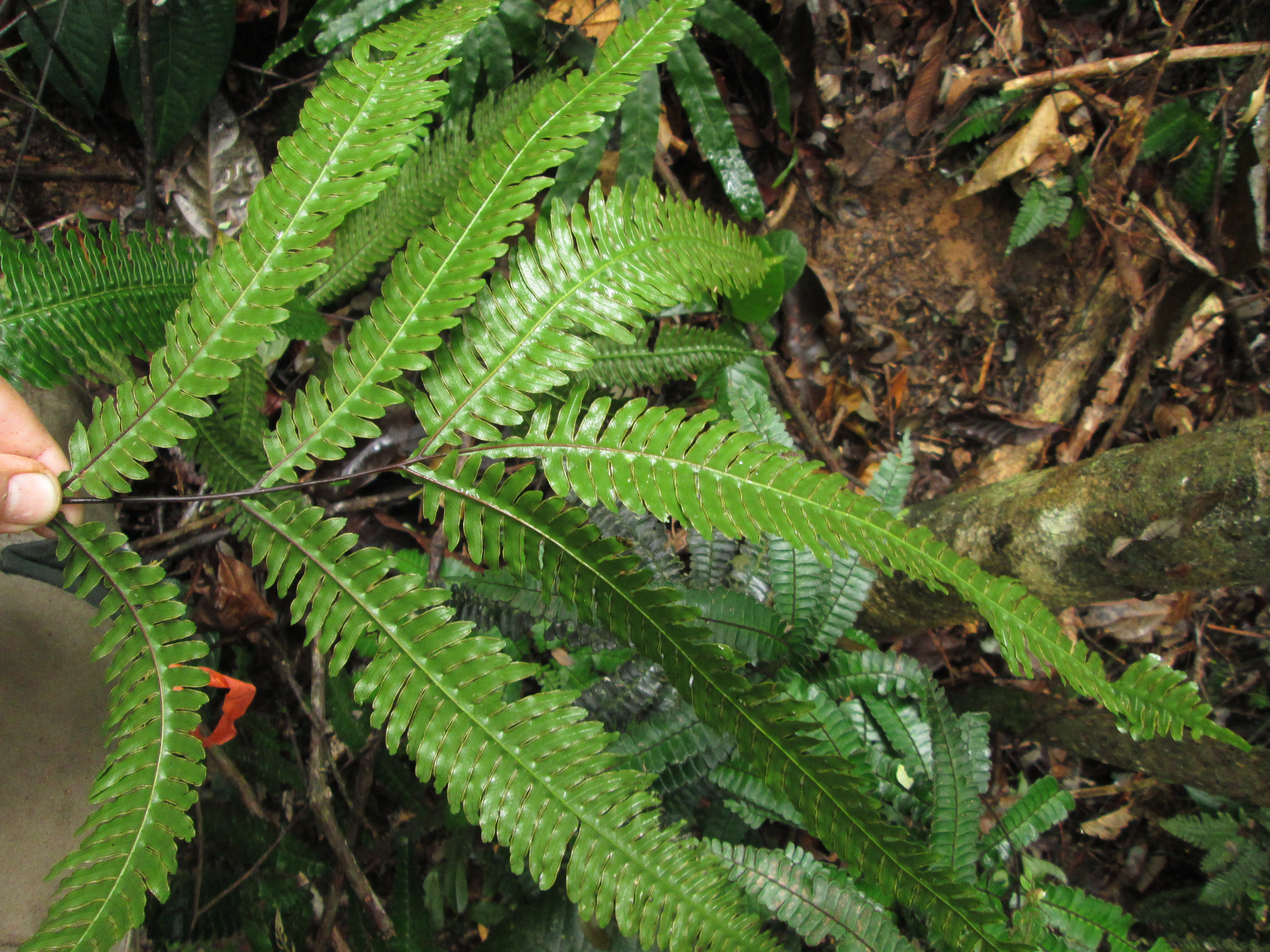 Pteris pungens