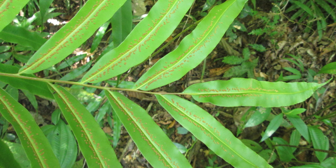 Metaxya rostrata