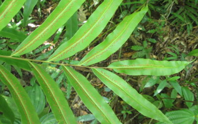 Metaxya rostrata