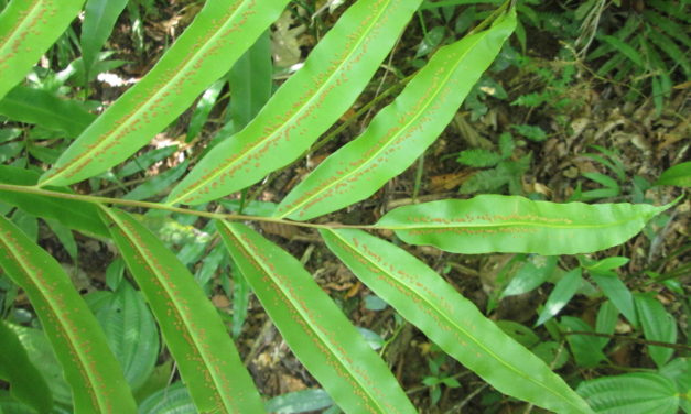 Metaxya rostrata