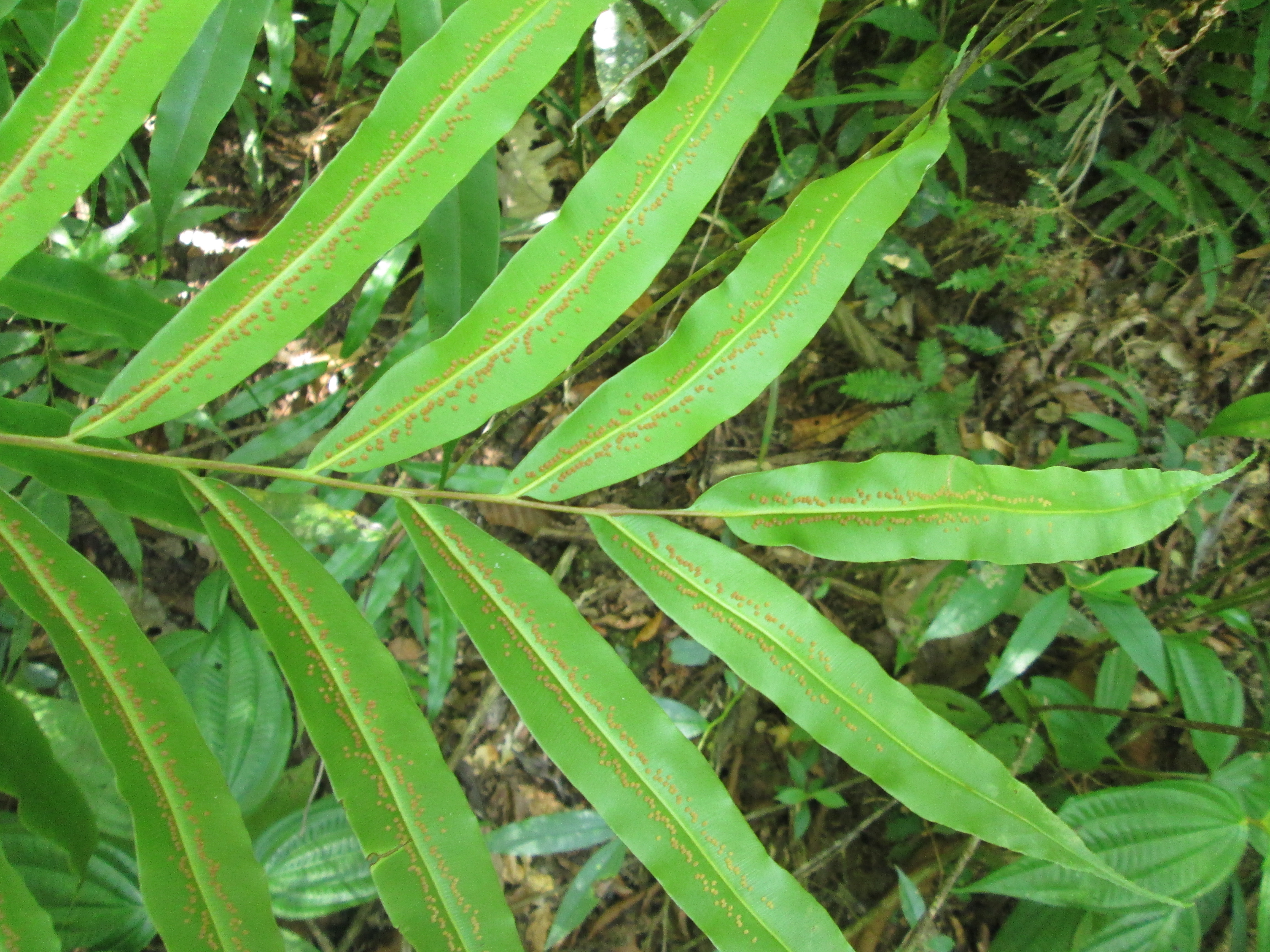 Metaxya rostrata