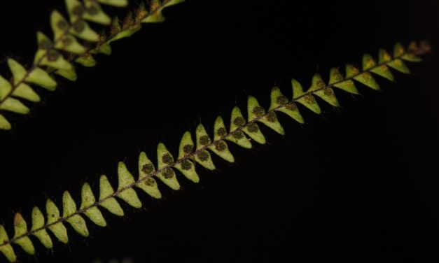 Moranopteris taenifolia