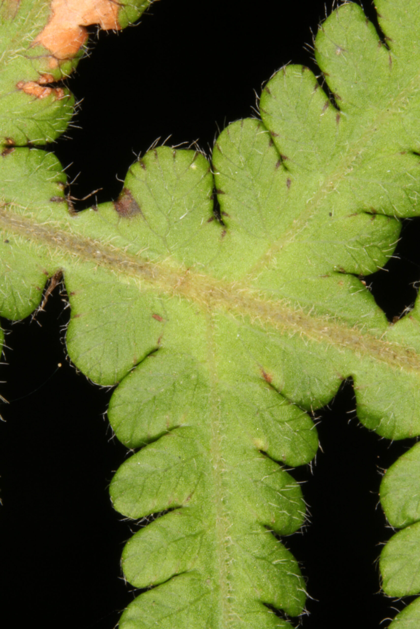 P_connectilis – adaxial