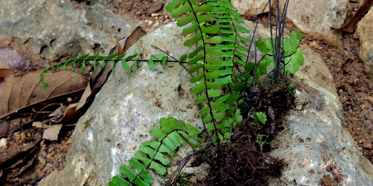 Asplenium monanthes