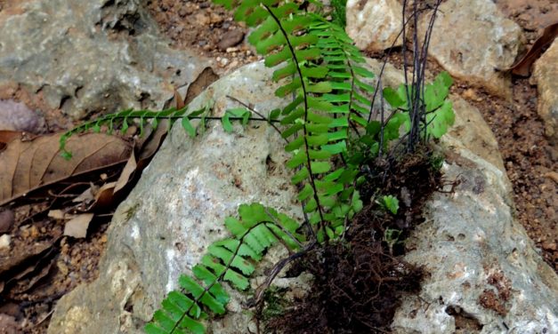 Asplenium monanthes