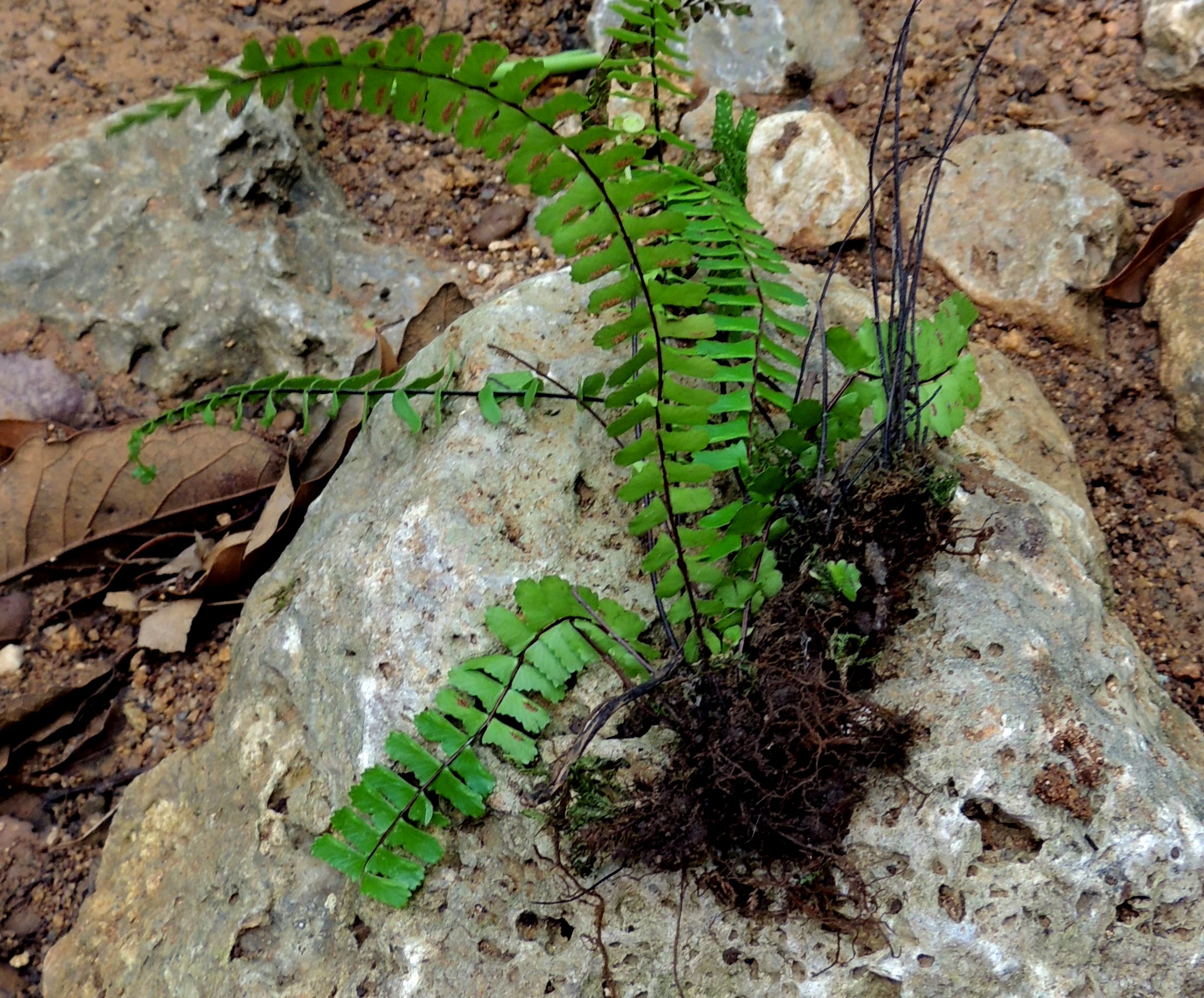 Asplenium monanthes