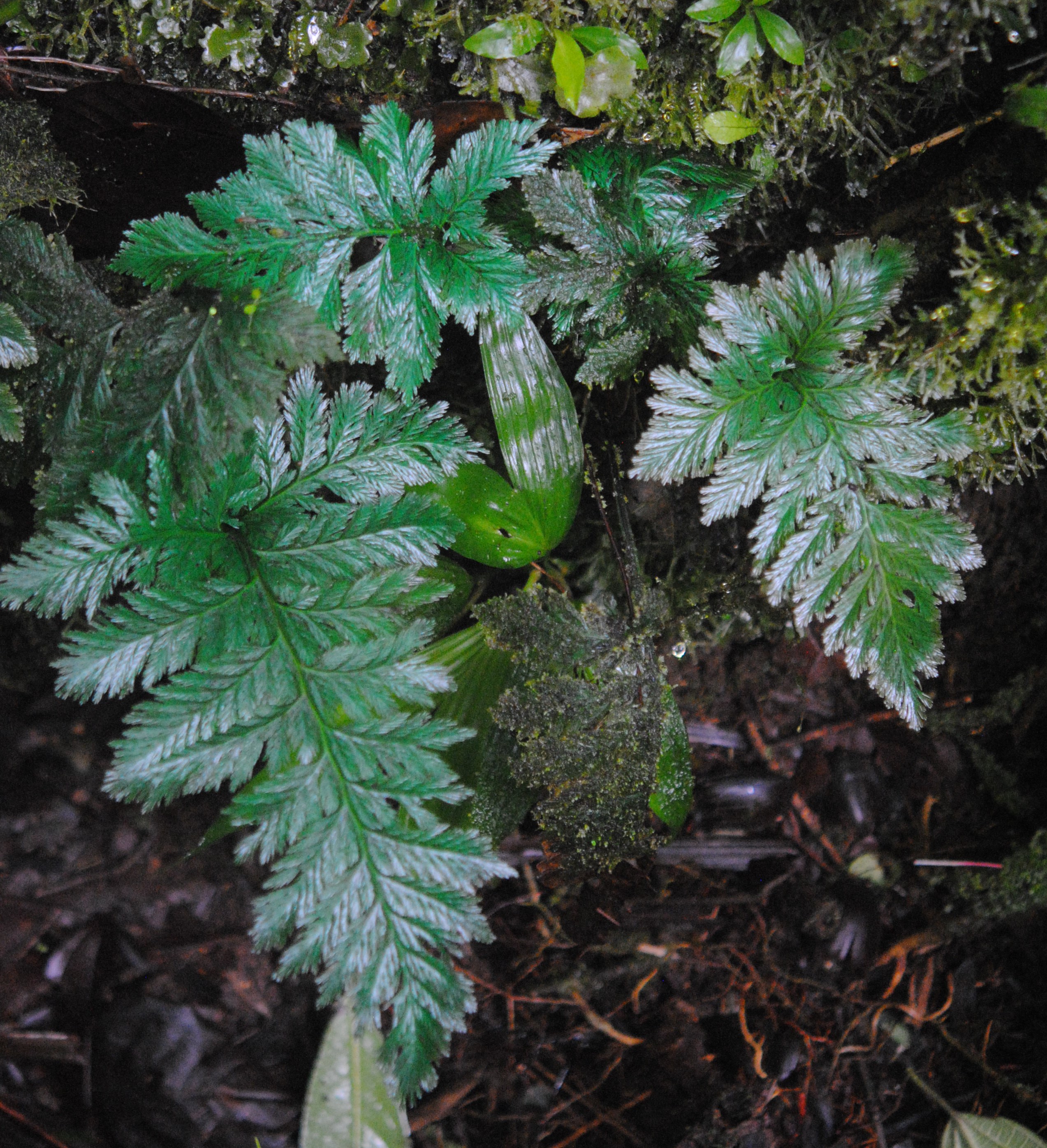 Trichomanes elegans