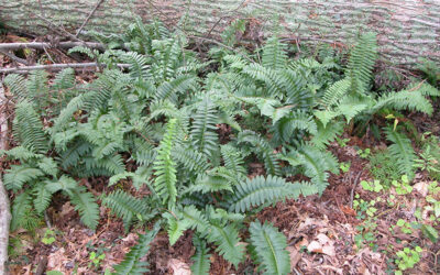 Polystichum acrostichoides