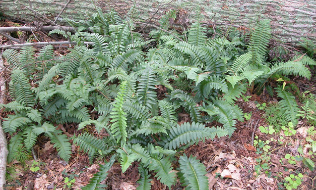 Polystichum acrostichoides