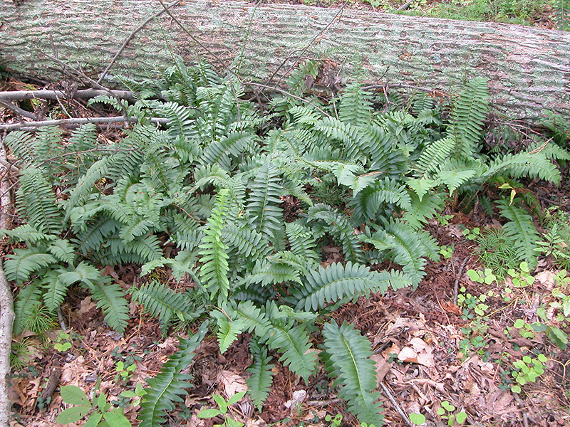 Polystichum acrostichoides