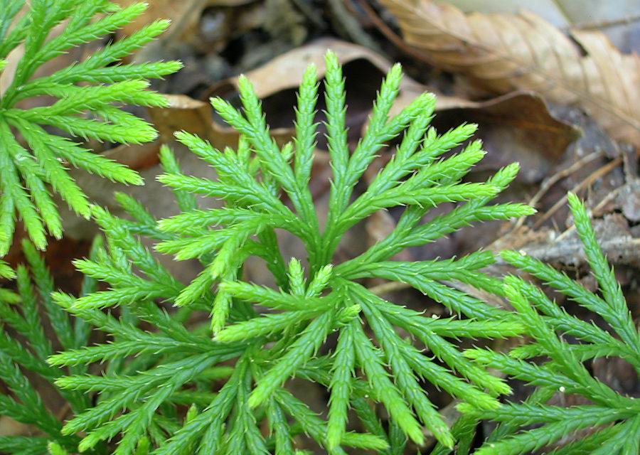 Diphasiastrum digitatum