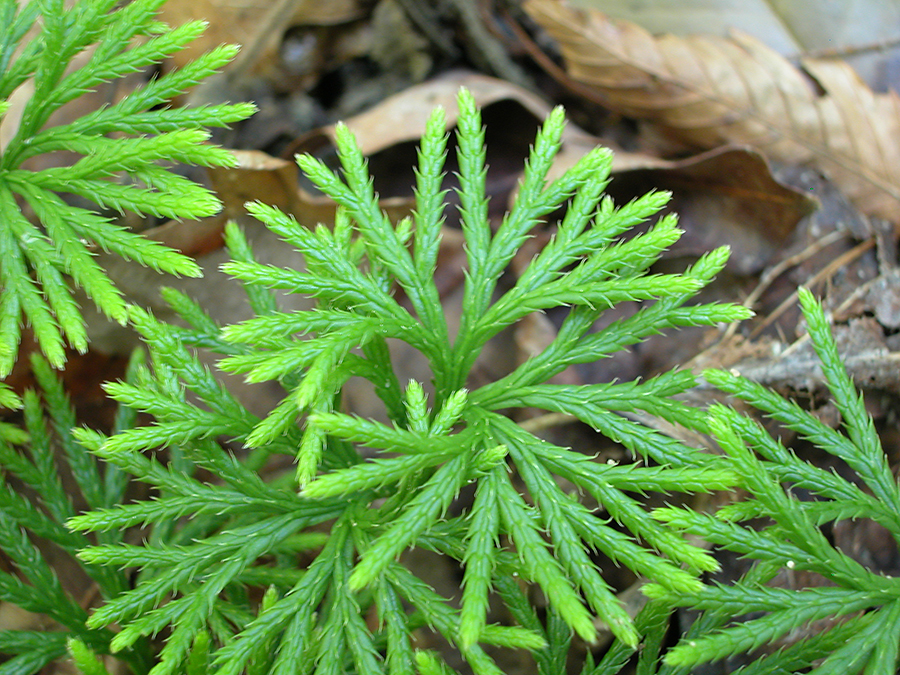 Diphasiastrum digitatum