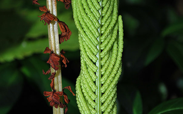 Matteuccia struthiopteris (L.) Tod.