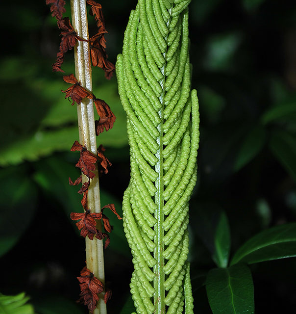 Matteuccia struthiopteris (L.) Tod.